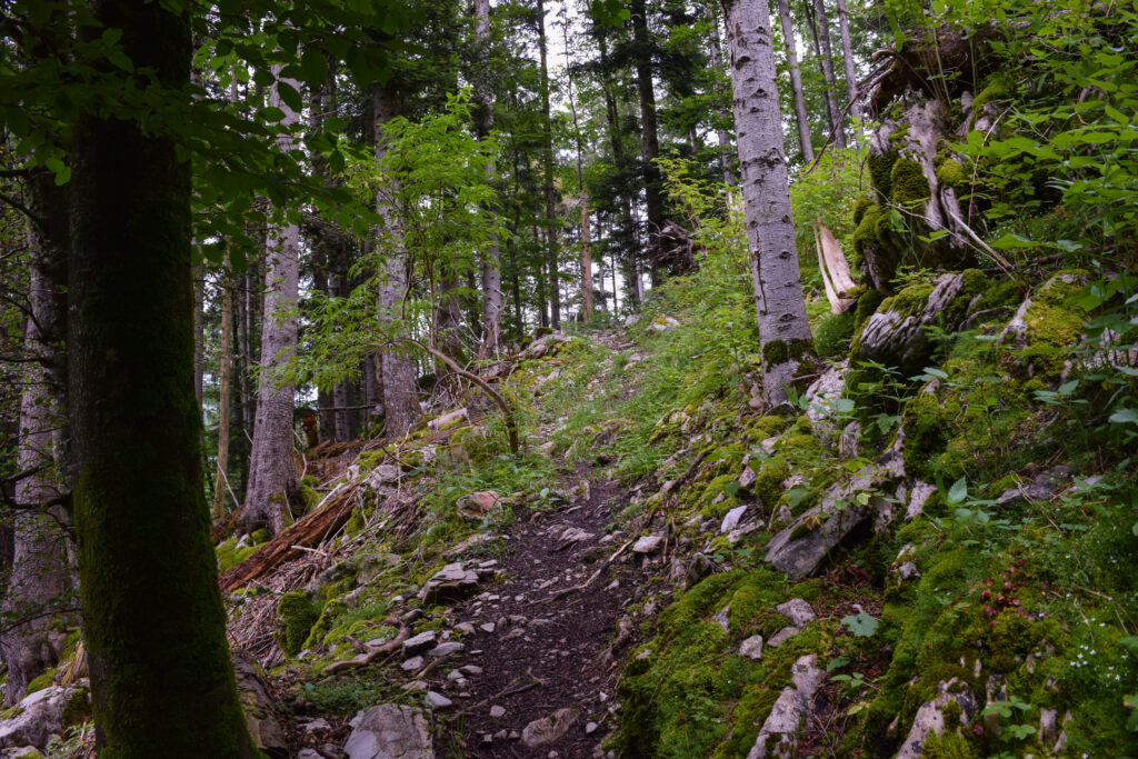 Photo du sentier montant dans la forêt