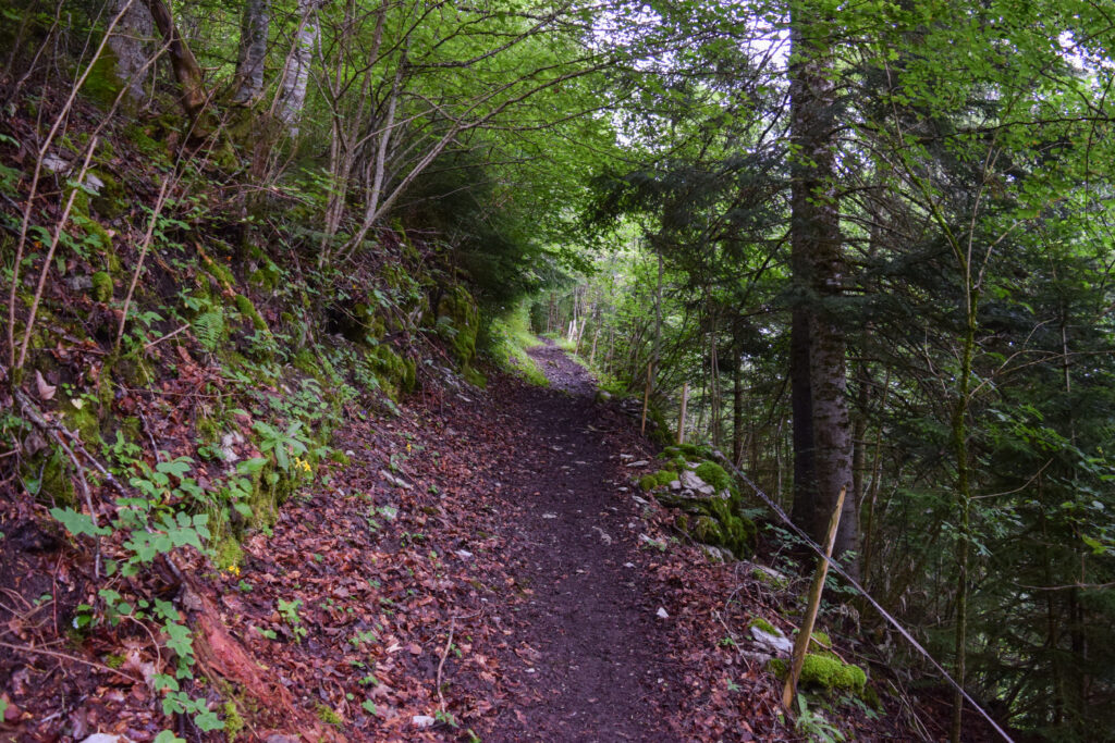Sentier emprunté en redescendant dans la vallée de l'Intyamon, section dans la forêt après la Brâ