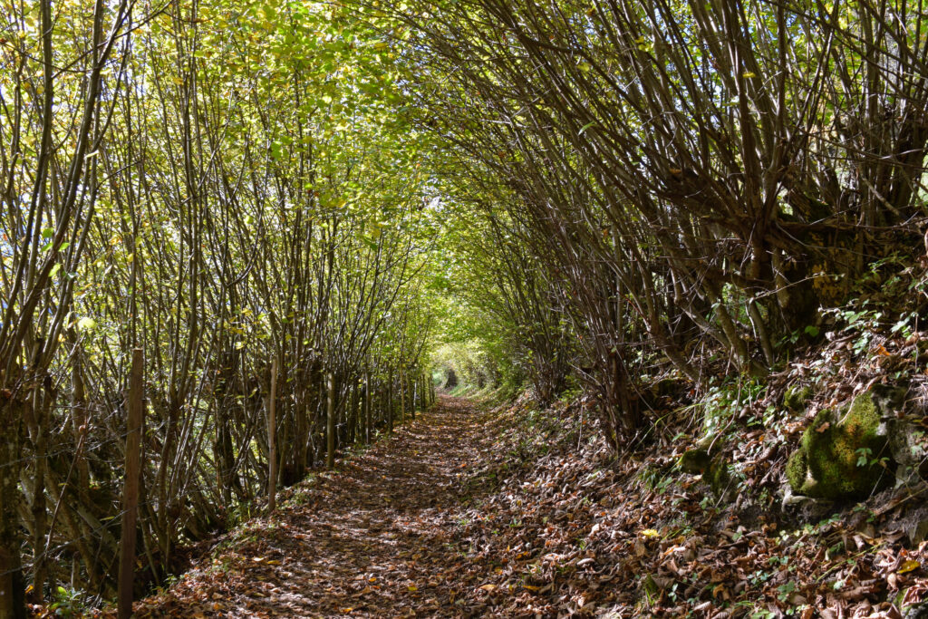 Chemin longeant le village de Charmey