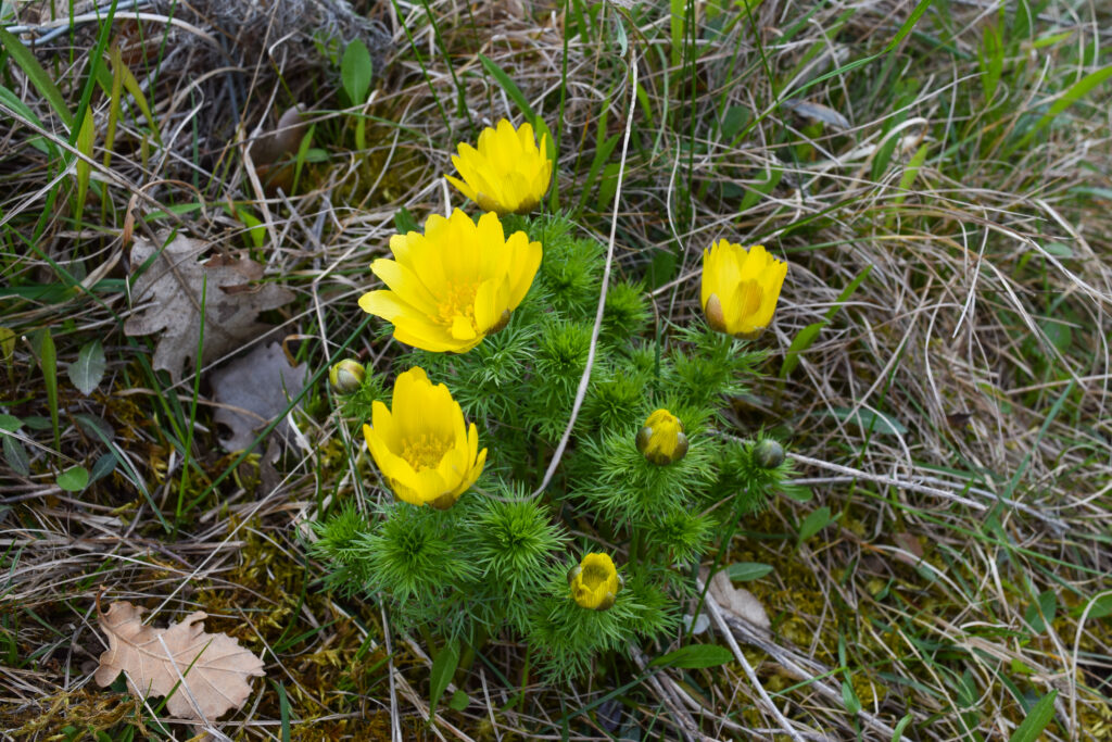 Les adonis, de belles fleurs jaunes