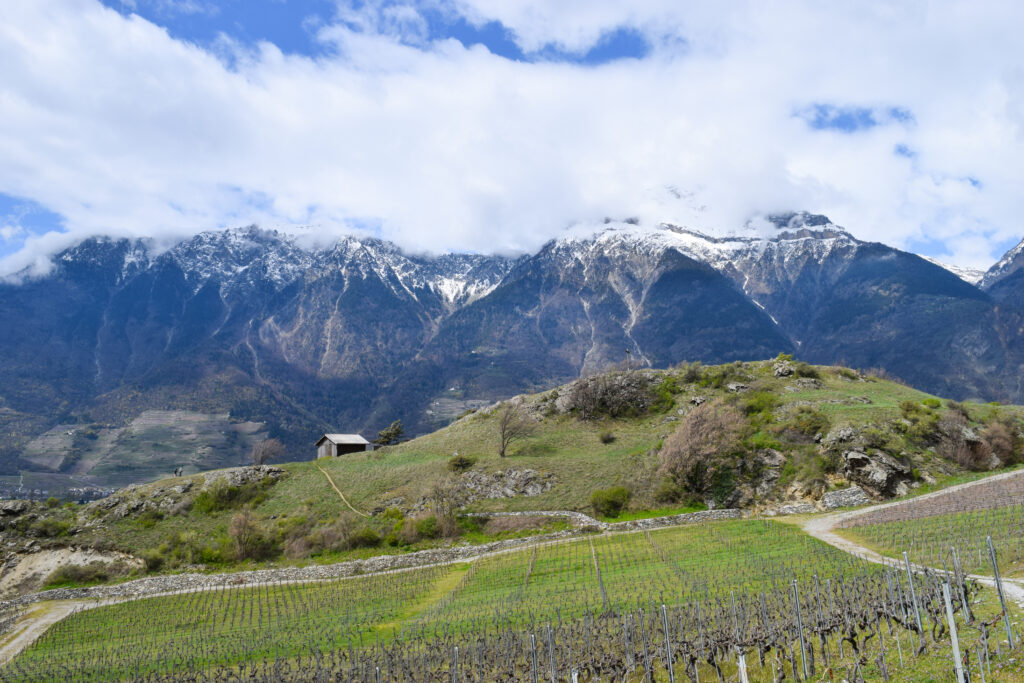 Colline avec les Alpes en arrière-fond