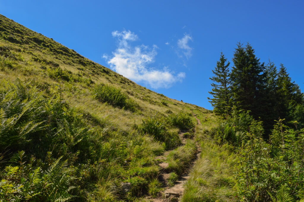 Sentier dans les pâturages sous Le Cousimbert