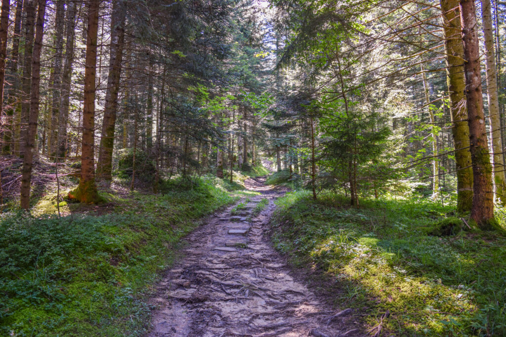Sentier en montant au Cousimbert